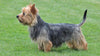 Australian Terrier