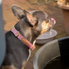 Halsband Samt Rosa - KiezDogs